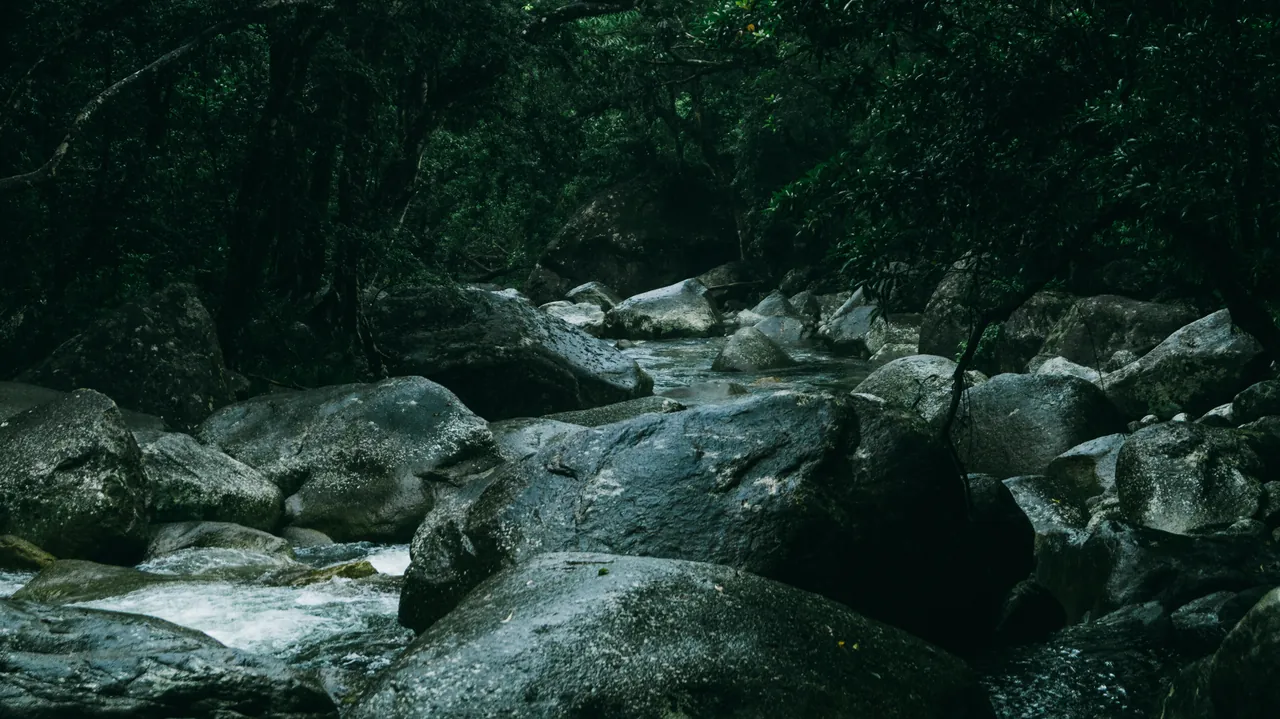 Mossy boulders along a forest creek