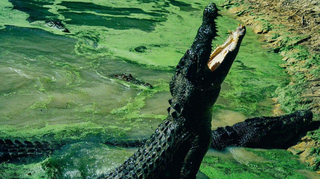 Crocodile rising from green water