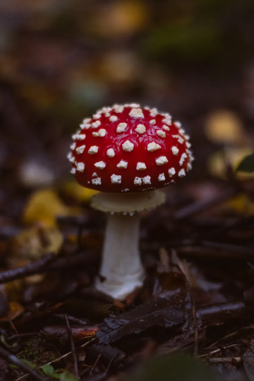Fly agaric mushroom on the forest floor